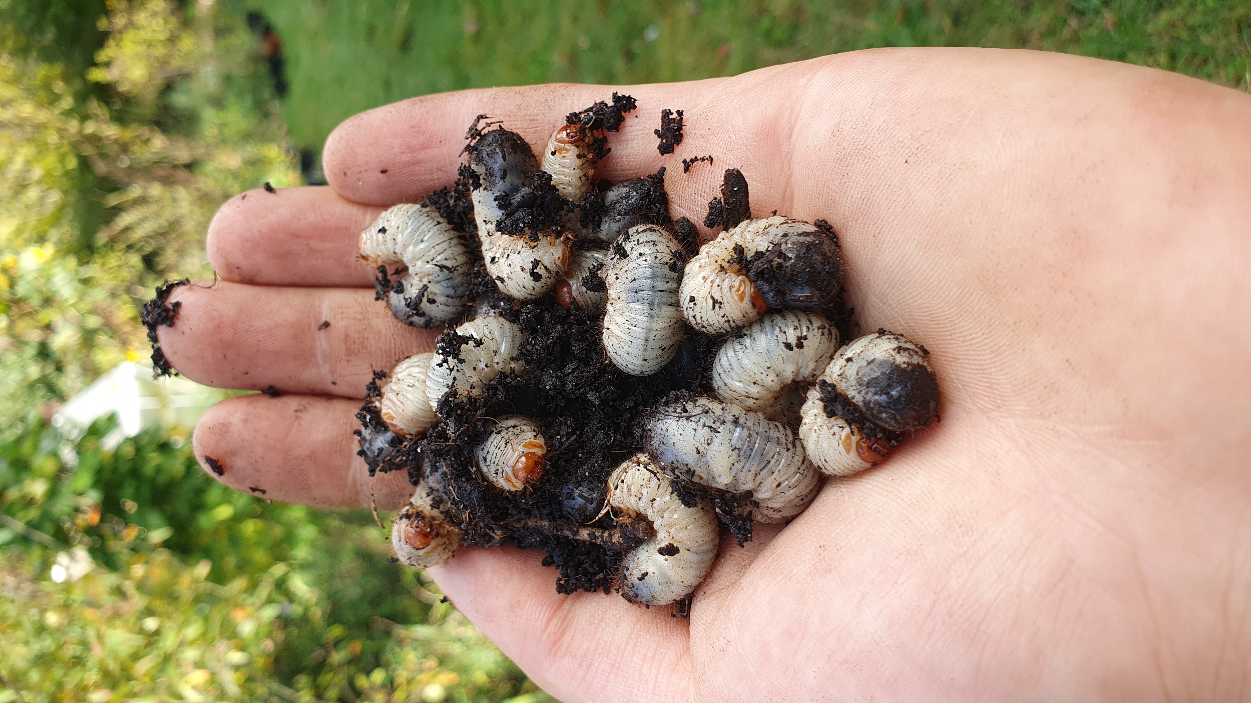 Ein Molch im Gartenteich