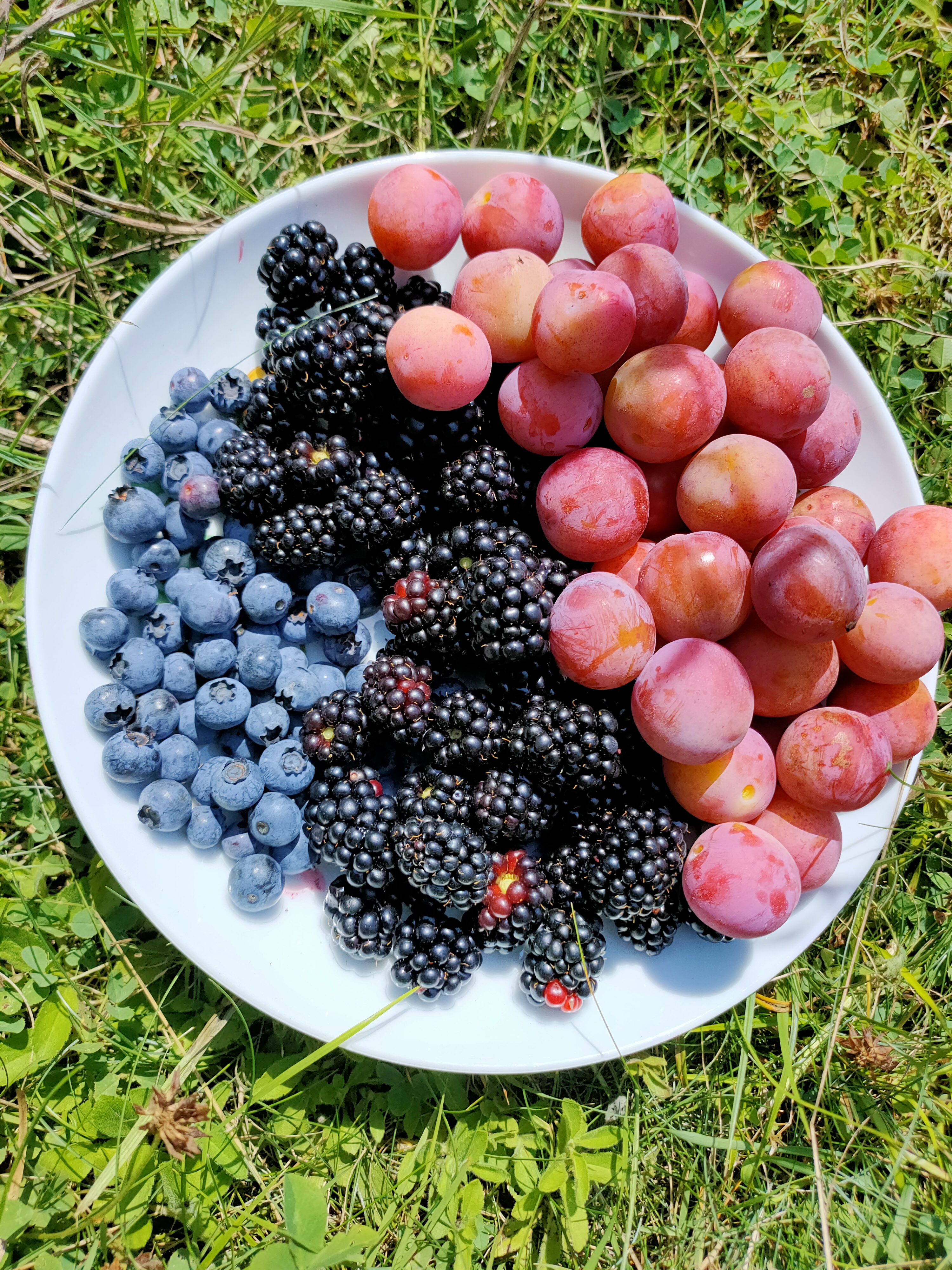 Verschiedene Früchte aus dem Waldgarten