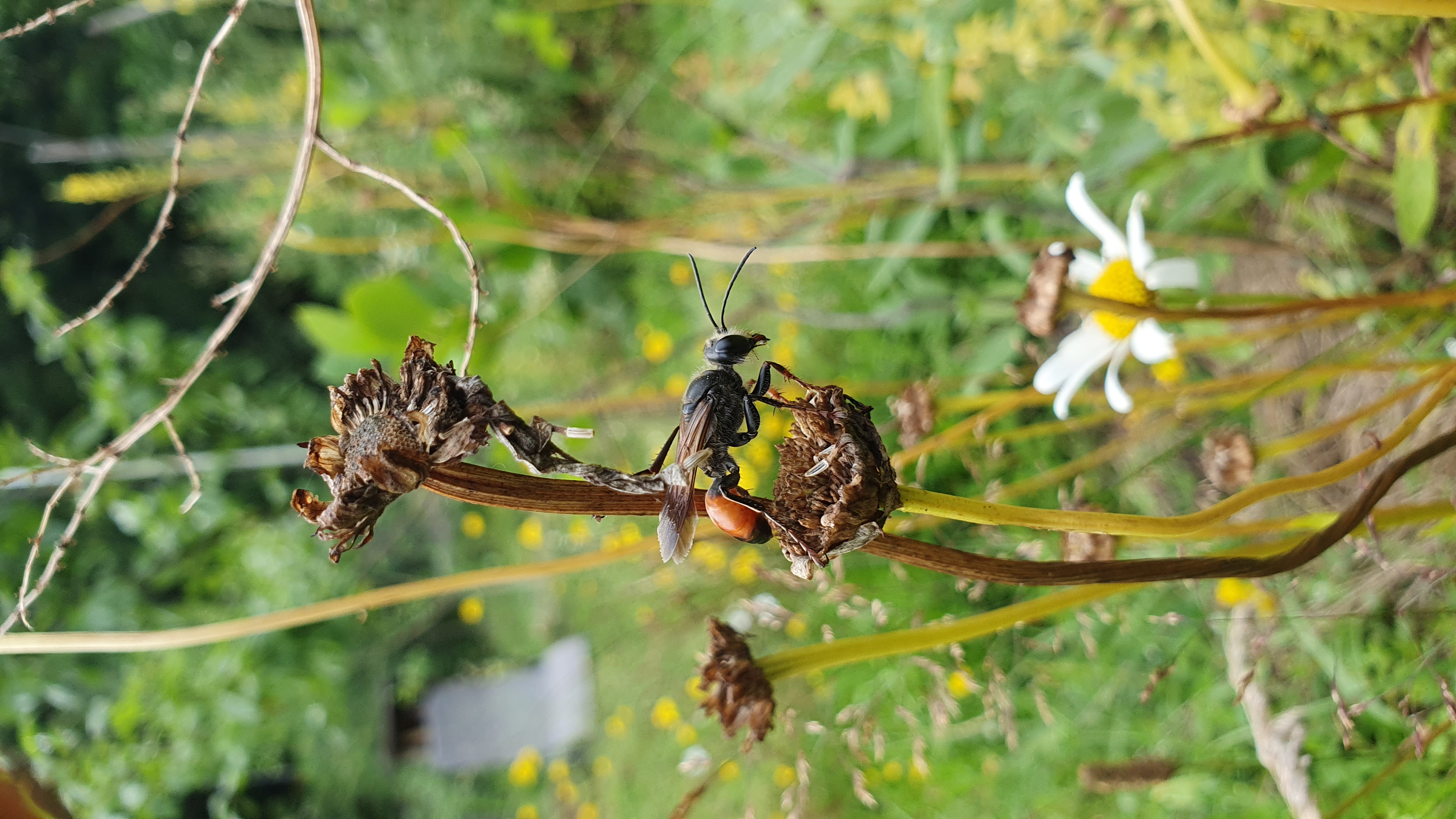 Eine frisch geschlüpfte Libelle an einer Pflanze am Teich
