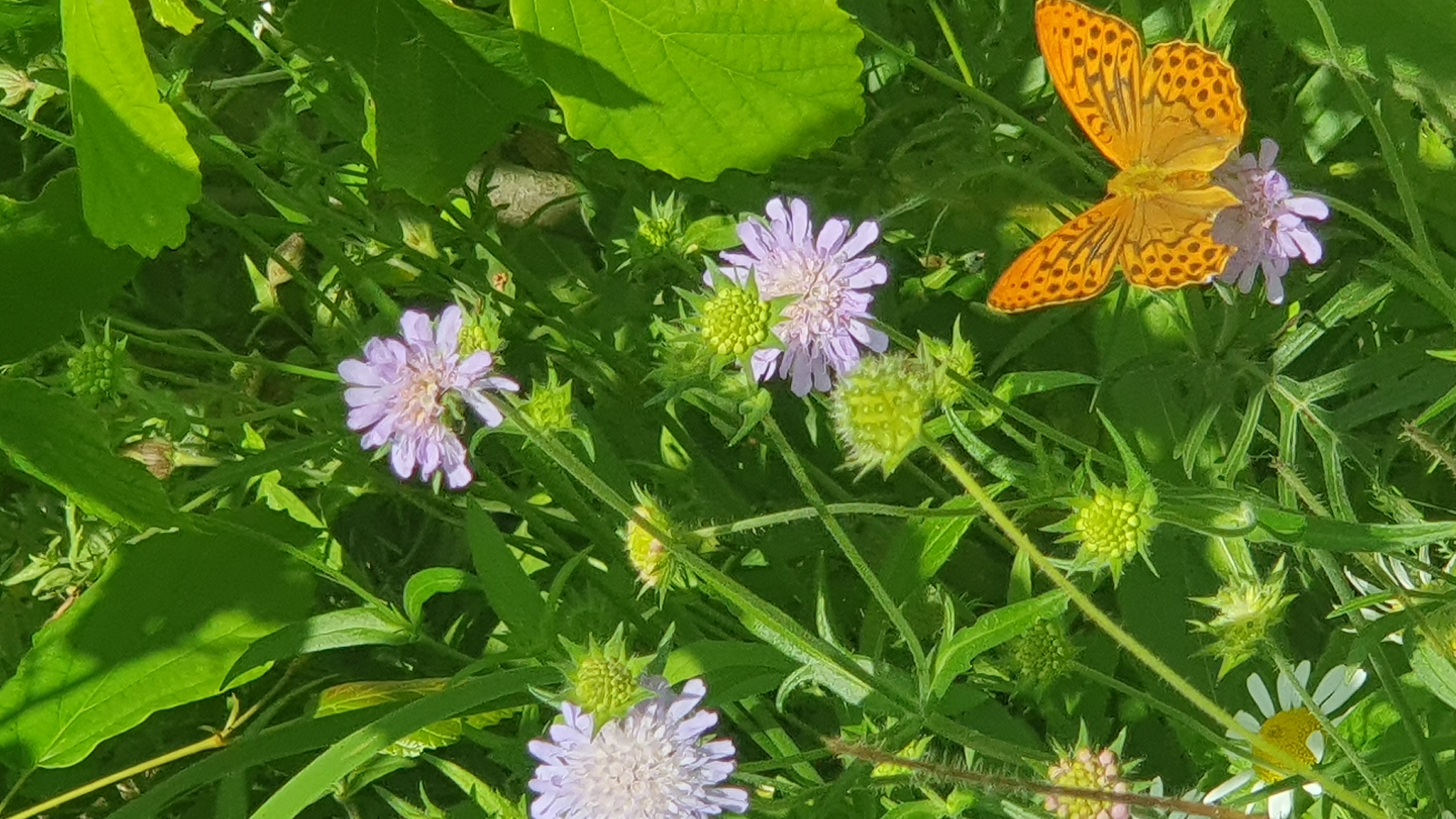 Ein Molch im Gartenteich