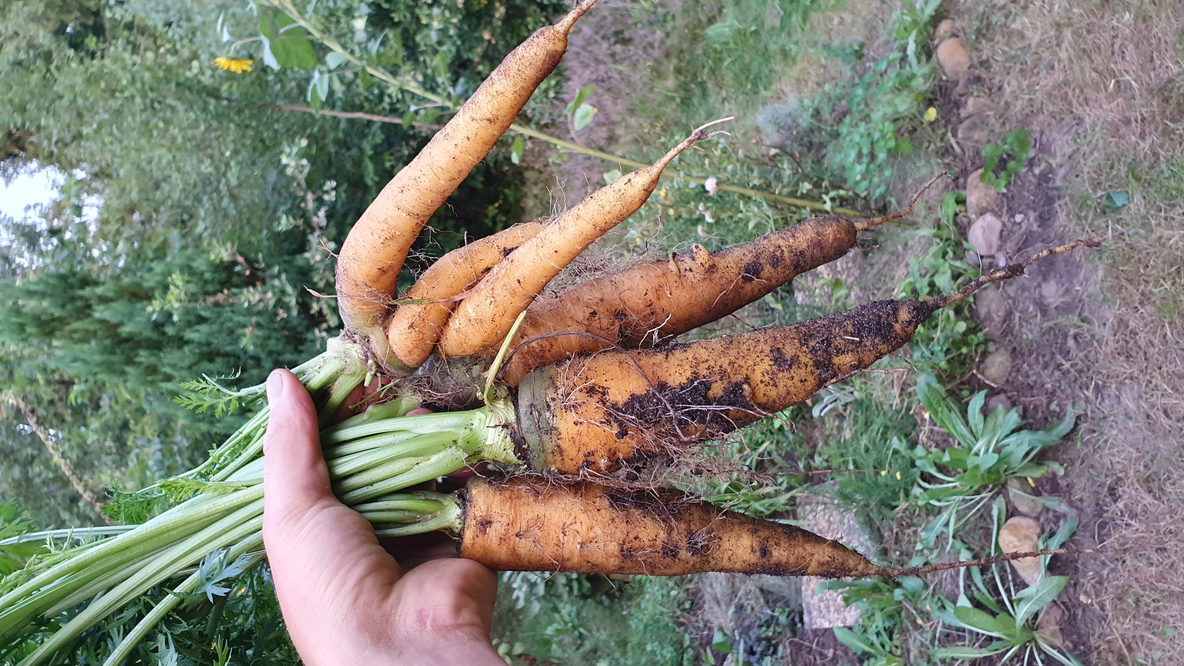 Frisch geerntete Karotten aus dem Waldgarten