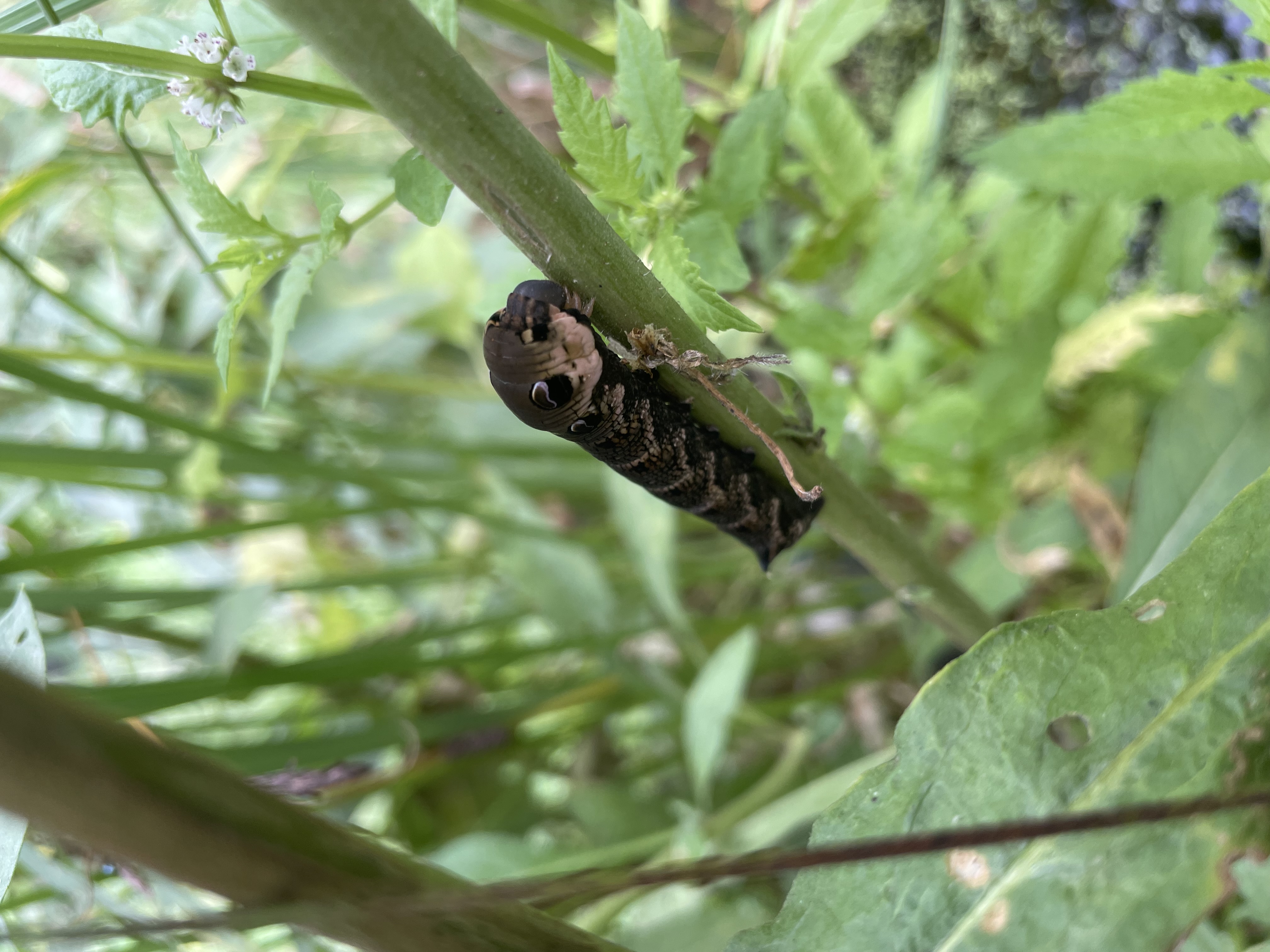 Eine frisch geschlüpfte Libelle an einer Pflanze am Teich