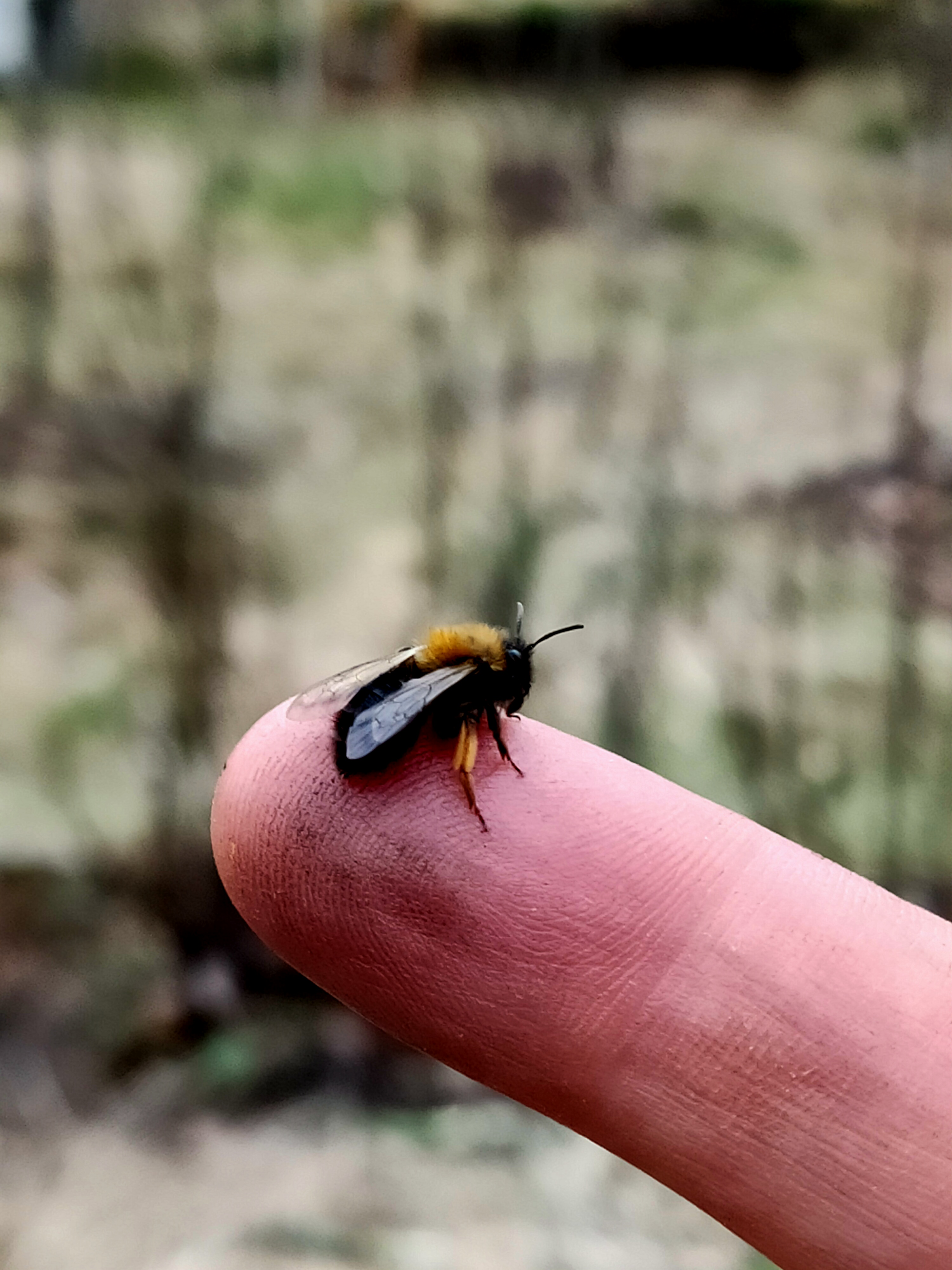Ein Schmetterling an einer Blüte im Waldgarten