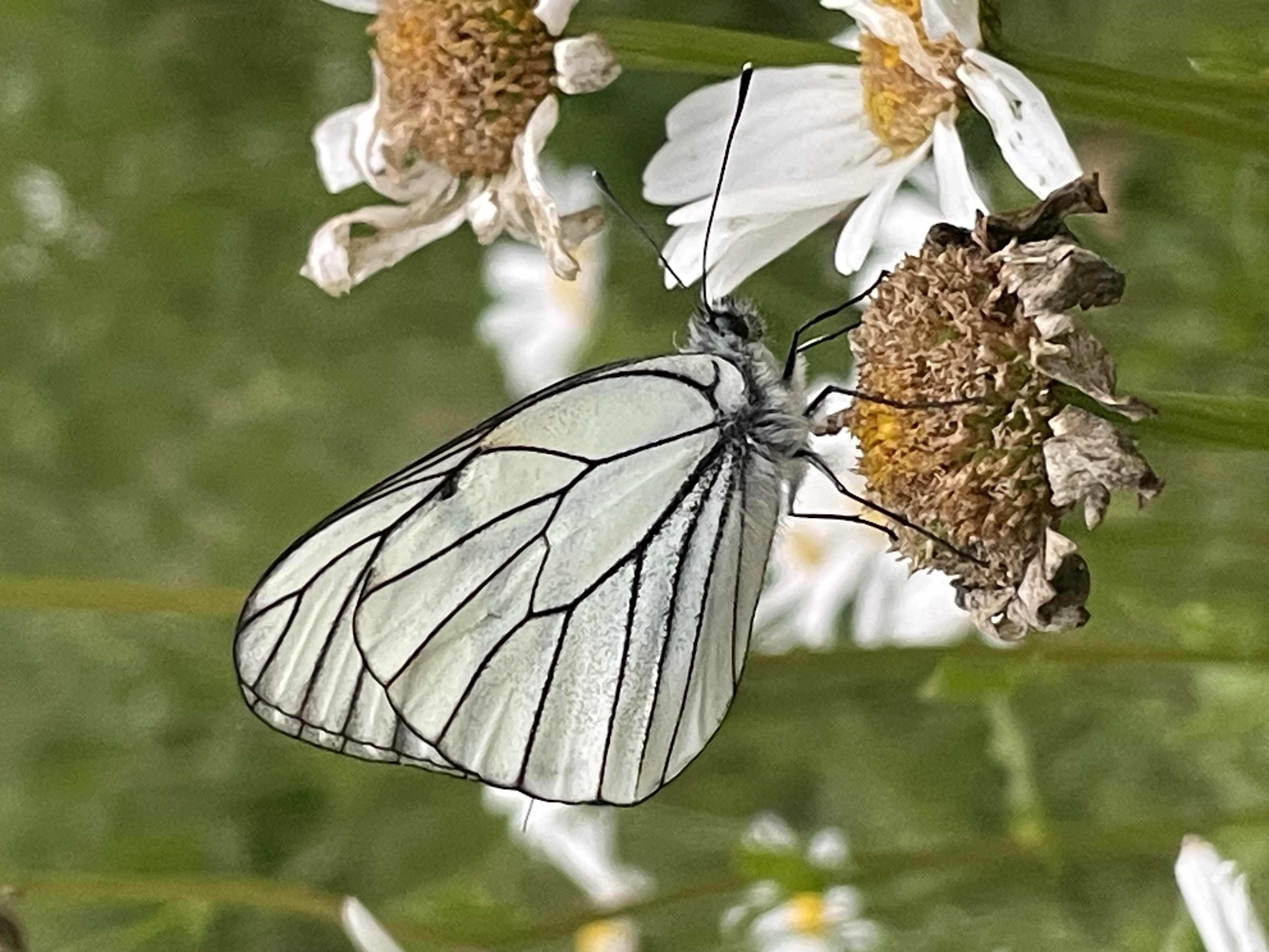 Ein Schmetterling an einer Blüte im Waldgarten