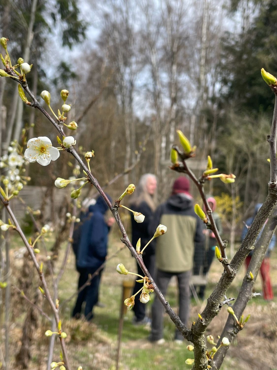 Obstblüte im Vordergrund und Menschen im Garten
