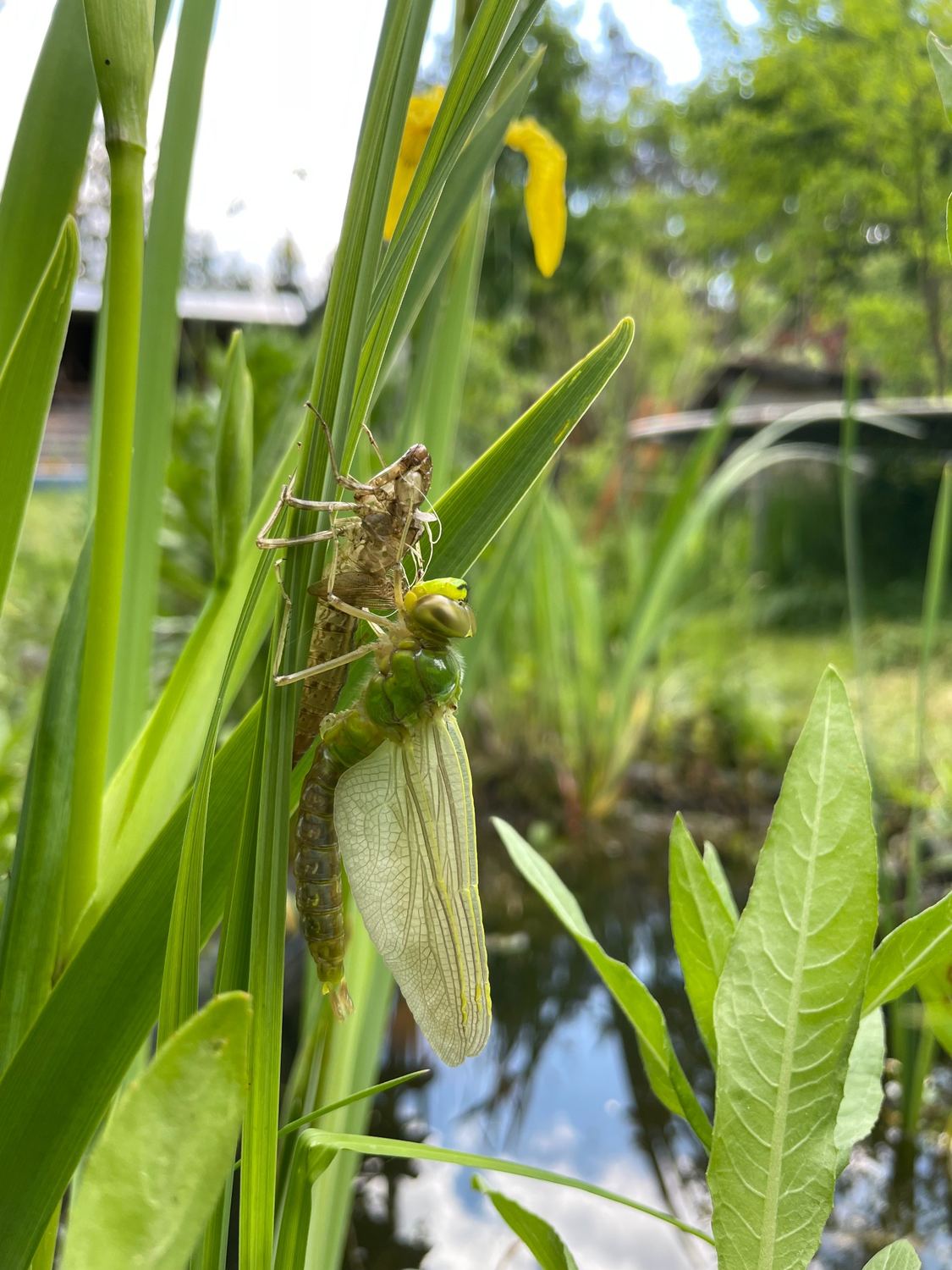 Eine frisch geschlüpfte Libelle an einer Pflanze am Teich