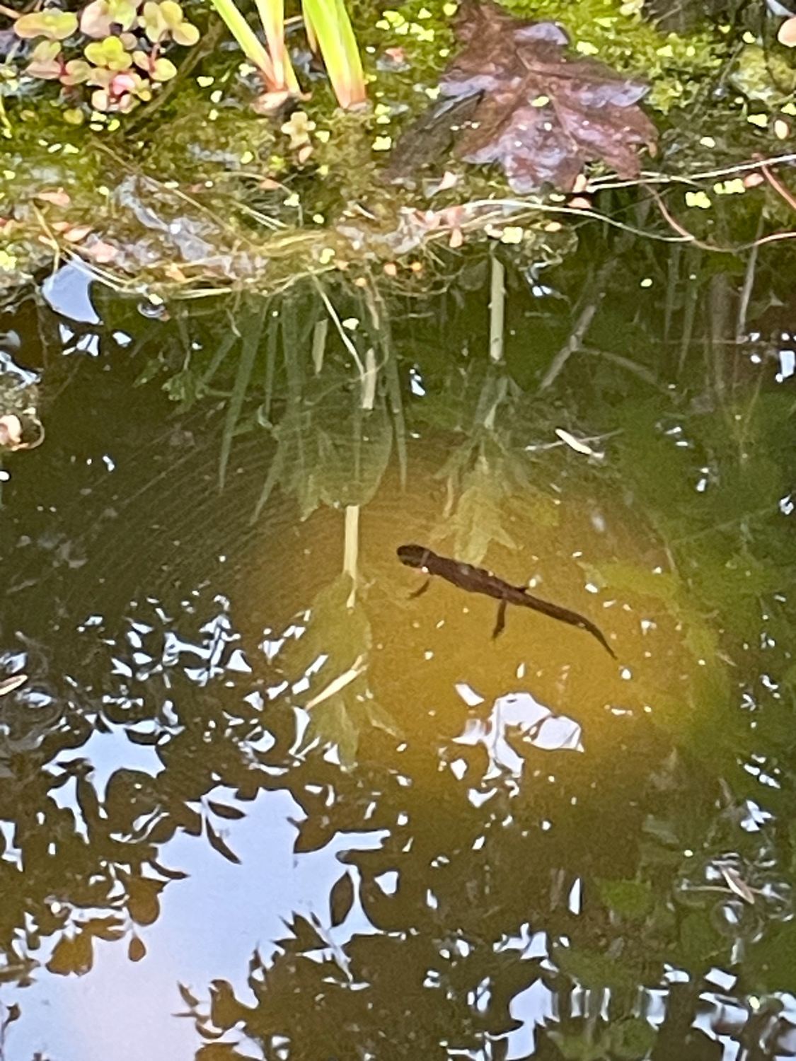 Ein Molch im Gartenteich
