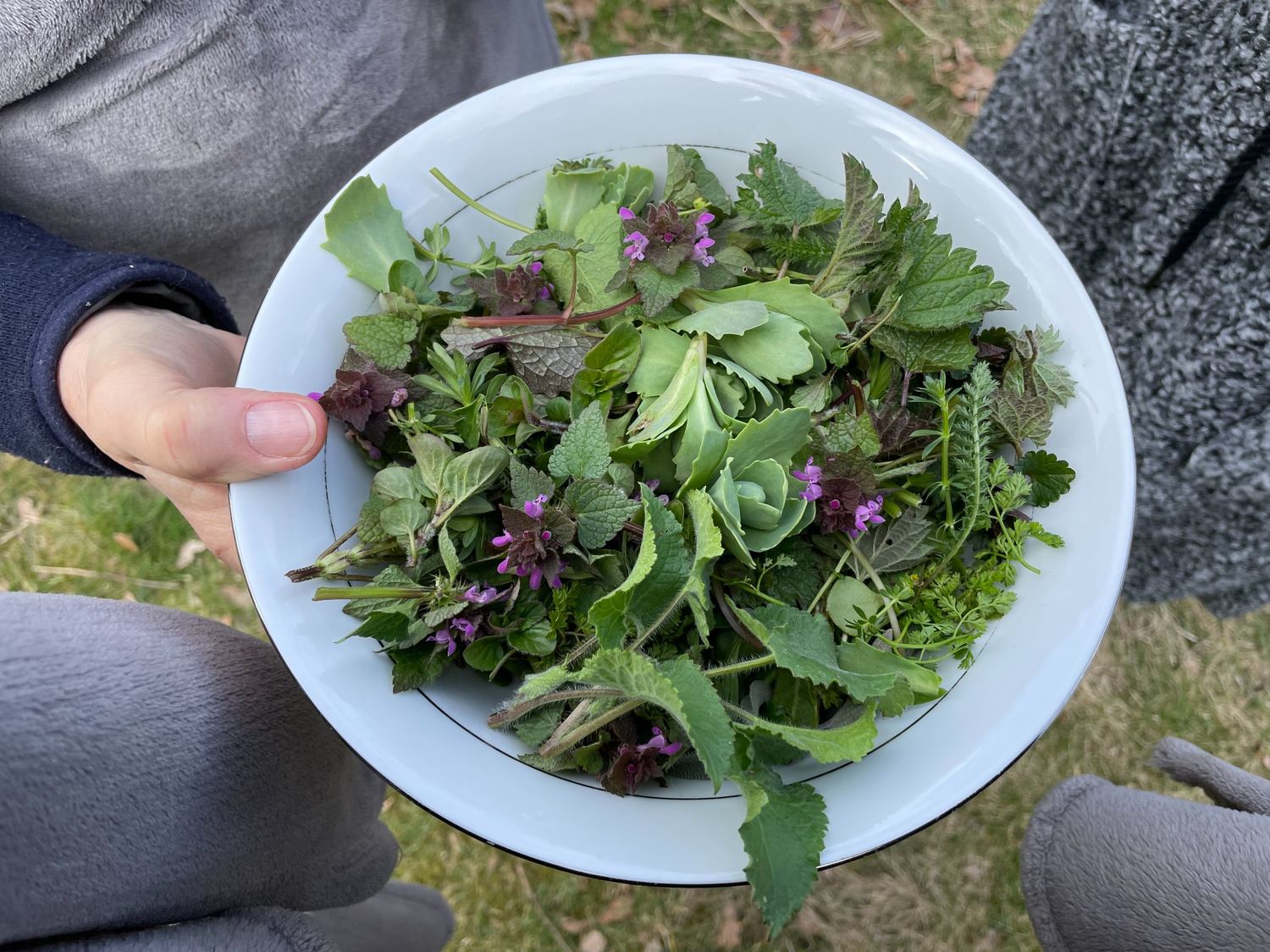 Schüssel mit gesammelten essbaren Wildkräutern